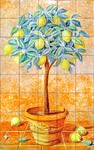 Lemon tree 1