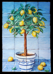 Lemon tree 3