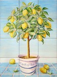 Lemon tree 2